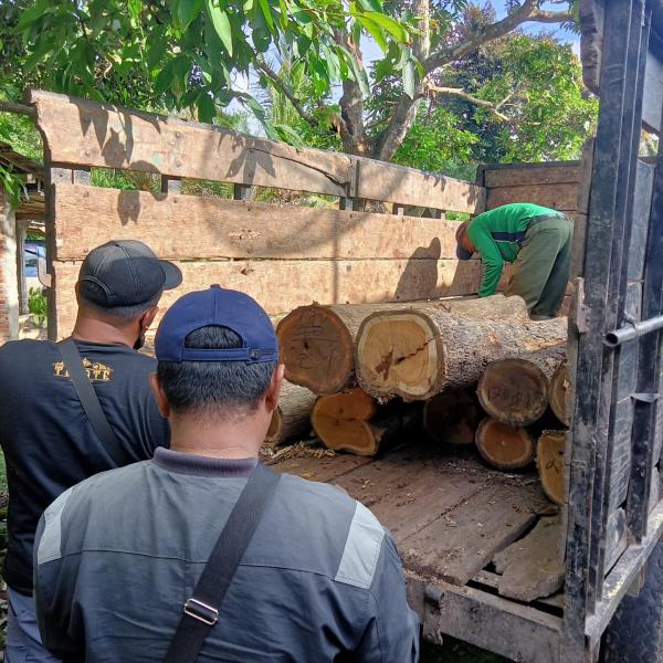 Operasi Kayu Ilegal, Perhutani Banyuwangi Selatan Sita Puluhan Kayu Gelondongan