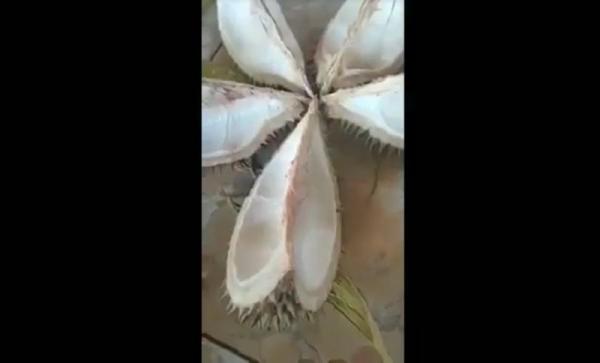 Viral, Tak Hanya Minyak Goreng Palsu, Kini Ada Durian Palsu