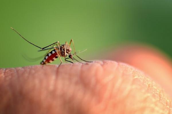 Kenali 4 Warna Kesukaan Nyamuk Aedes Aegypti Penyebab DBD