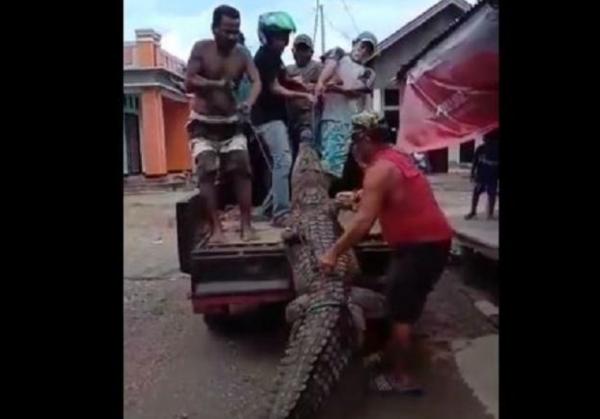 Membahayakan Karena Masuk Rumah, Warga Halmahera Maluku Utara Terpaksa Membunuh Seekor Buaya