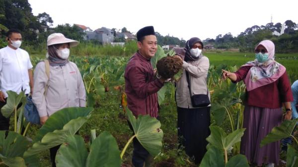 Mengintip Talas Varietas Baru Lokal Kota Bogor
