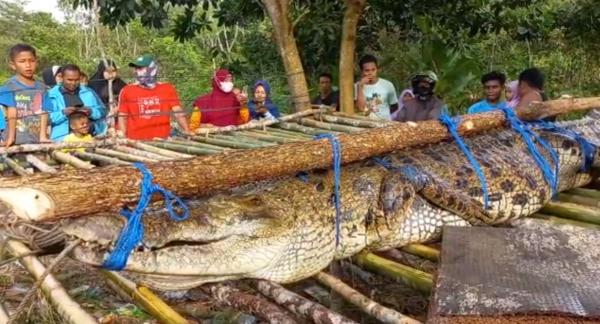 Video: Detik-detik Penangkapan Buaya Pemangsa Manusia