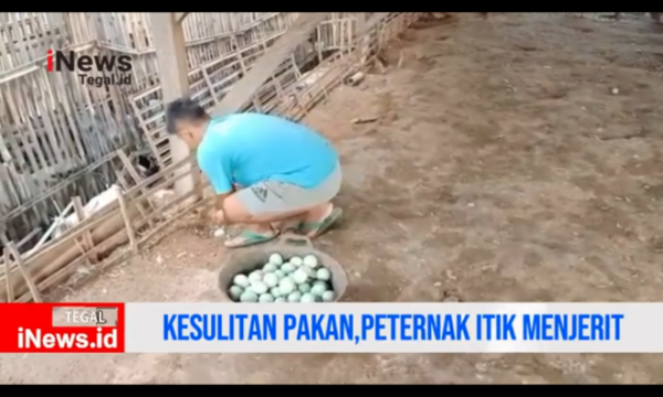 Video Peternak Itik Menjerit, Kesulitan Pakan Ternak