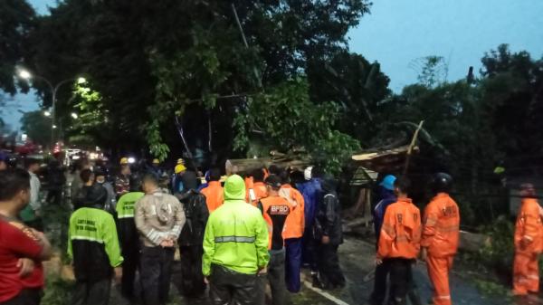 Hujan Angin Terjang Cirebon, Pohon Tumbang hingga Lalu Lintas Tersendat