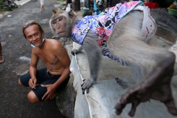 Foto Foto Tingkah Monyet Yang Bikin Ngakak