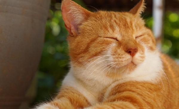Waspadai Gejala Depresi Pada Kucing, Ini Salah Satunya
