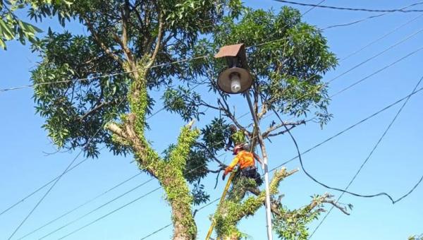 Tebang Pohon Mangga, Seorang Kakek Tewas Tersengat Listrik