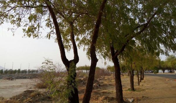 Pohon Soekarno Tumbuh Rindang di Padang Arafah dan Jeddah, Bung Karno yang Mengirim Bibitnya 