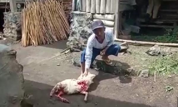 Situbondo Heboh, Puluhan Kambing Milik Warga Luka dan Mati Misterius dengan Luka Cabikan