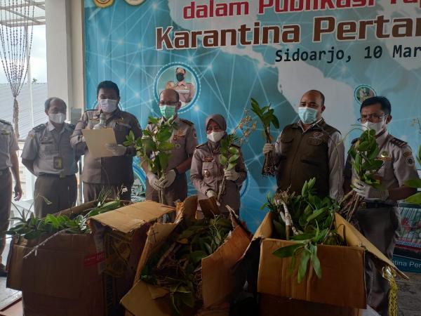 Balai Karantina Pertanian Surabaya Sita Ratusan Batang Anggrek Asal Merauke