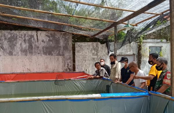 Bertahan di Masa Pandemi, Warga Kesenden Cirebon Ramai-ramai Budidaya Ikan Lele