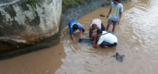 Penemuan Mayat Wanita di Saluran Air Gegerkan Warga Panongan Cirebon