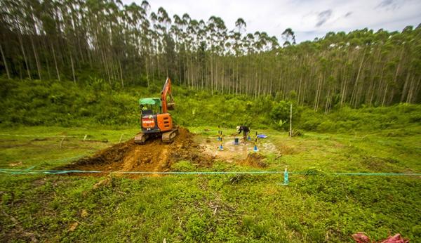 Pohon Eukaliptus dan Akasia Dominasi IKN Nusantara, Ibu Kota Baru Akan Dihijaukan Jadi Hutan Tropis