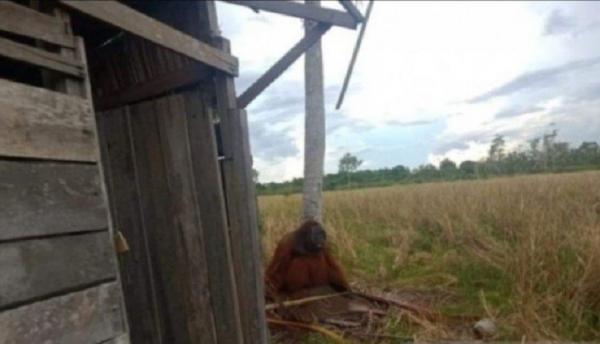 Orangutan Keliaran di Kebun Sawit Dekati Permukiman, BKSDA Kalbar Bakal Evakuasi