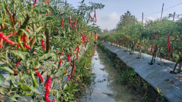 Harga Cabai Naik, Petani di Blora Sambut Gembira! Berikut Kenaikannya