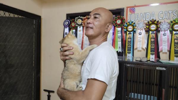 Hobi Ternak Kucing, Kini Warga Sidoarjo Raup Cuan Puluhan Juta
