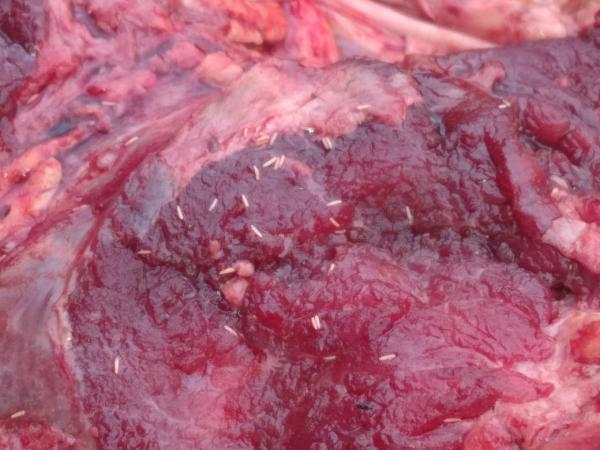 Operasi Pasar Eban, Anggota Polsek Miomaffo Barat Temukan 14 Kg Daging Sapi Penuh Belatung