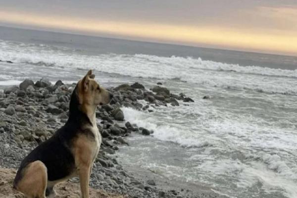 Mirip Kisah Hachiko, Anjing Ini Setia Menanti Tuannya Setiap Hari di Pinggir Pantai