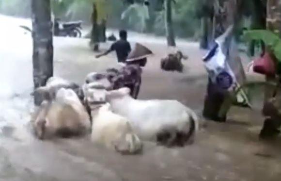 KRONOLOGI Banjir Bandang Maguan Ponorogo, Puluhan Hewan Ternak Nyaris Hanyut