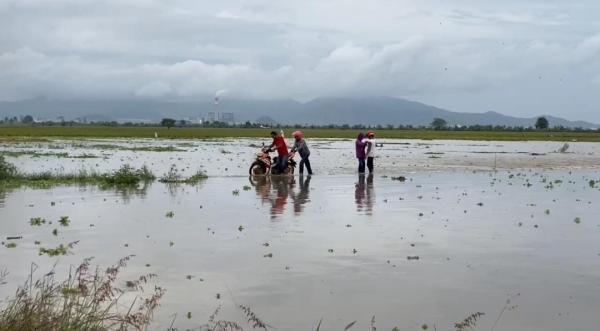 176,45 Hektar Sawah Kota Serang Terendam Banjir