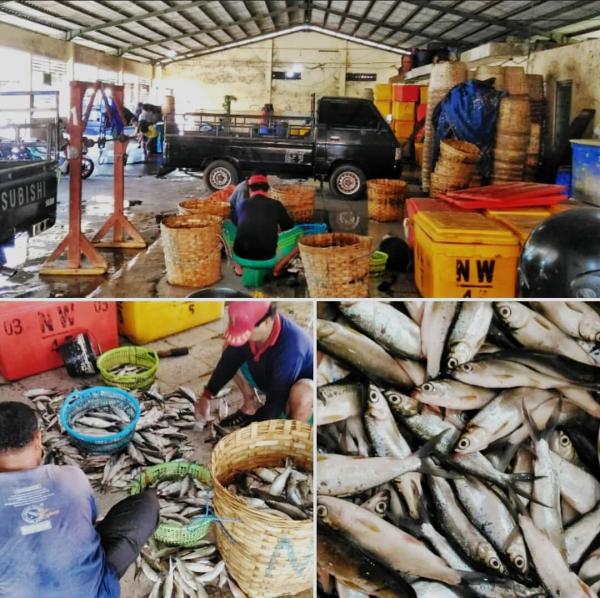 Ini Dia 5 Daerah Penghasil Ikan Terbesar di Indonesia