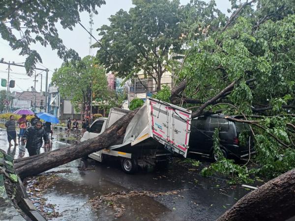 Hujan Lebat Disertai Angin, Dua Mobil di Sidoarjo Tertimpa Pohon