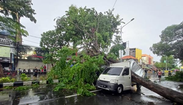 Mengejutkan, Begini Kesaksian Sopir Korban Pohon Tumbang di Jalan Mojopahit Sidoarjo