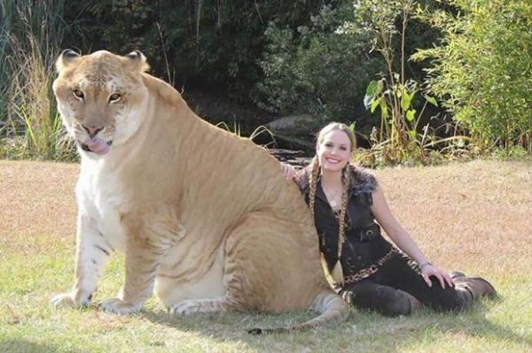 Unik! 4 Hewan Hasil Perkawinan Silang, Ada Kucing Hidup Raksasa dengan Berat 410 Kilogram