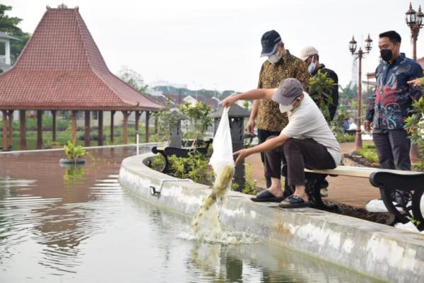 Siap Sambut Wisatawan, 22.500 Ekor Ikan Nila di Sebar di Taman Mas Kemambang