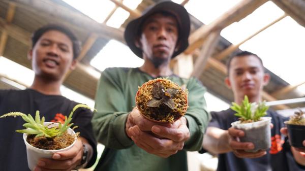 Anggrek Terkecil di Dunia Tumbuh Subur di Semeru