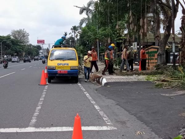 Wakil Rakyat Tak Setuju Semua Pohon di Jalan Lawu Hingga Stadion 45 Ditebang