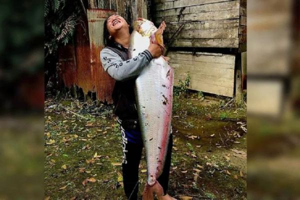 Palangkaraya Gempar! Ikan Lais Raksasa Seberat 14 Kg Berhasil Dipancing di Sungai Kahayan