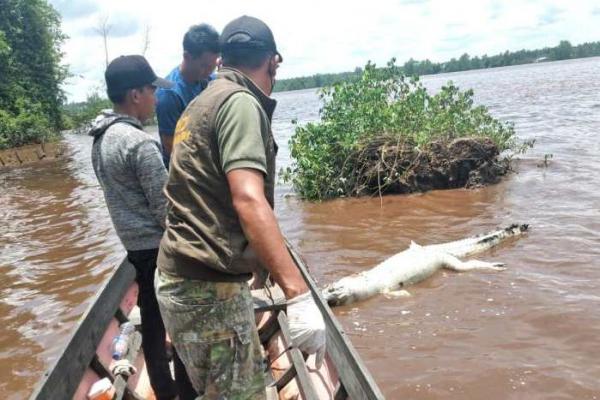 Bangkai Buaya Ditemukan Terapung di Sungai Mentaya Sampit