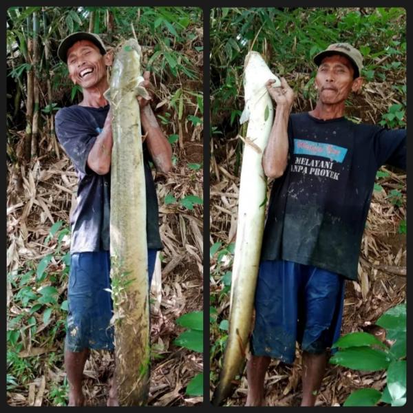 Gempar, Ribuan Ikan Muncul di Sungai Serayu, Ada Pelus Sepanjang 1,5 Meter Lebih