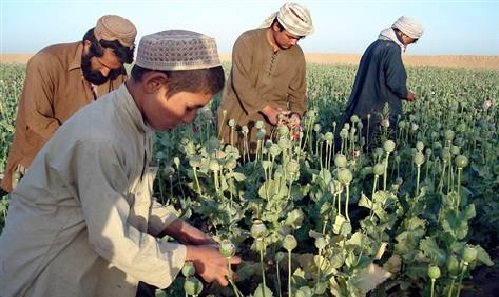 Afghanistan di Bawah Taliban Kini Larang Warganya Tanam Opium