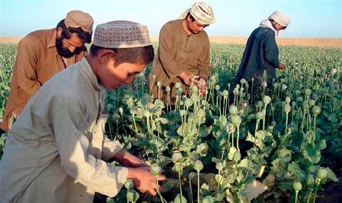 Dulu Penghasil Narkotika Terbesar di Dunia, Kini Afghanistan Larang Tanaman Opium