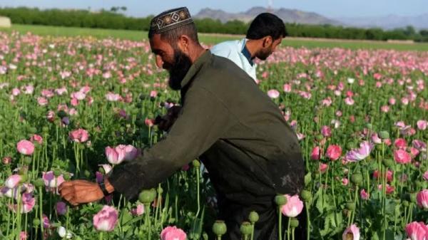 Ditentang Warganya, Taliban Kekeh Larang Penanaman Narkotika, Ternyata Ini Alasannya
