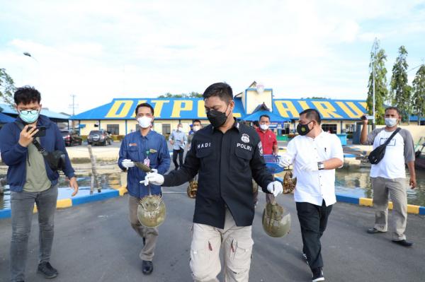 Hendak Dijual ke Thailand, Ratusan Belangkas Diamankan Polairud Polda Sumut dari Nelayan Sergai 