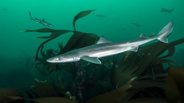 New Shark Species with Back Poison Found in British Waters Could Harm Humans