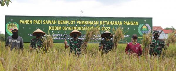 Sawah Demplot di Kompleks Kodim Indramayu Panen Raya