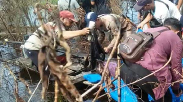 Gempar Petani Dimakan Harimau, Jasad Ditemukan Tanpa Kepala di Hutan Bagan Boneo