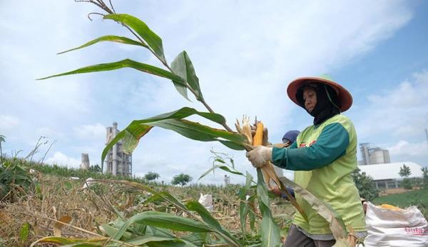 Pengamat: Indonesia Sukses Tingkatkan Produktivitas Padi dan Jagung