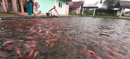 Bangkit Pasca Pandemi, Kolam Renang Disulap Jadi Kolam Pancing