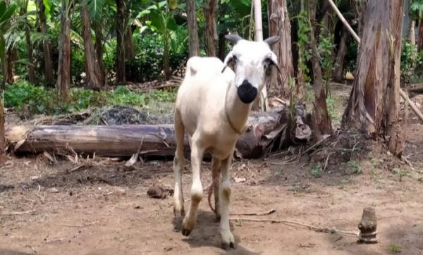 Domba Bantuan Dari Anggaran Dana Desa Di Duga Tidak Sesuai, Itu Kata Penerima
