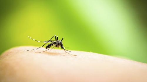 Alquran dan Sains Ungkap Fakta Nyamuk Miliki Zat Pembius hingga 6 Belalai dan Cakar