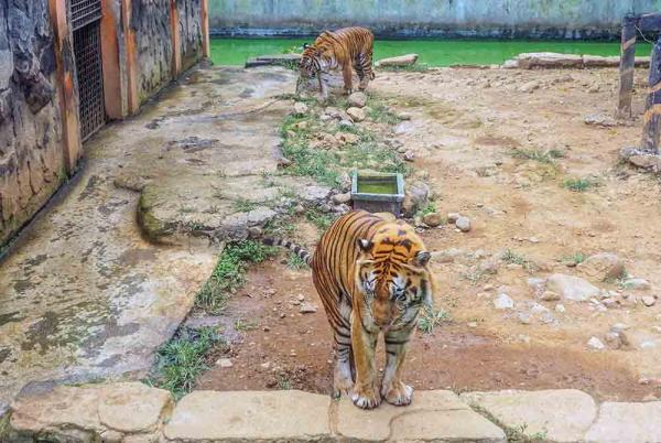 Pawang Diterkam Harimau di TRMS Serulingmas Banjarnegara Sudah Dua Kali, Keduanya Tewas