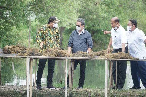 Melihat Potensi Besar Budidaya Rumput Laut di Pesisir Kabupaten Sidoarjo Hingga Memikat Mentri KKP