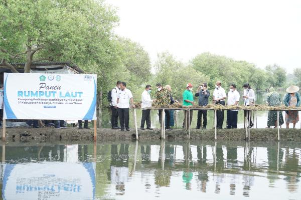 Panen Rumput Laut di Pesisir Kota Delta, Ini yang Dilakukan Menteri KKP dan Bupati Sidoarjo