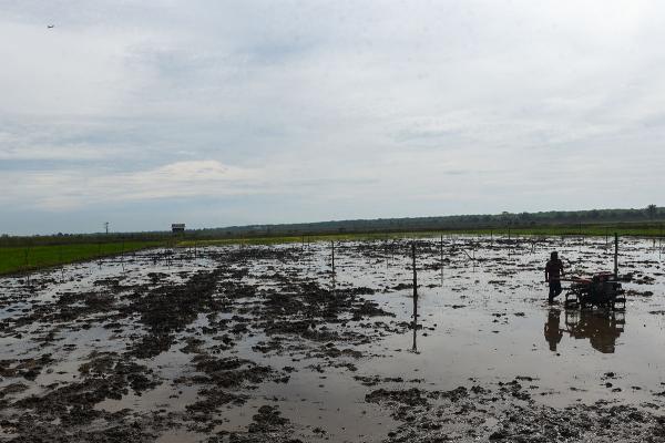 Petani Kembangkan Mina Padi di Lahan Gambut Secara Lestari 