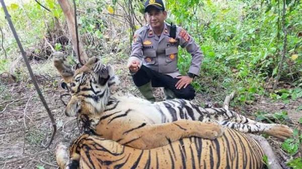 Dijerat Pemburu Liar, Tiga Harimau Sumatera Mati Mengenaskan di Aceh 